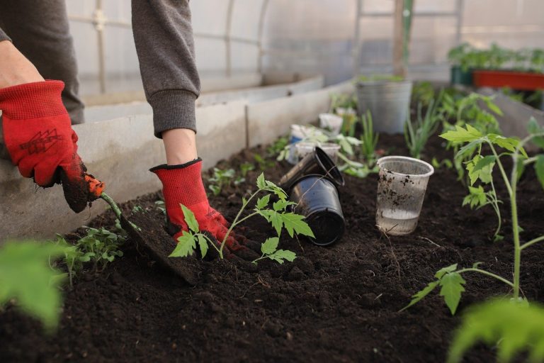 Entretien potager Perouges